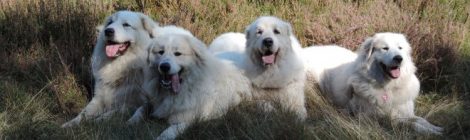 Heidespaziergang
