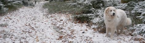 erster Schnee 2018 am Lohbergenweg