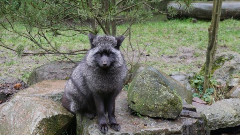 Wildpark Schwarze Berge 2017 Spaziergang im Eiswind